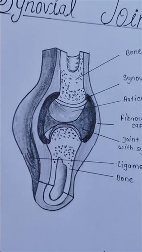 synovial joint structure #anatomydiagram