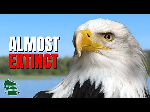 5 Things You Didn't Know About Bald Eagles!