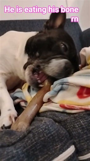 he was hungery for cheese#virel #puppy #animaldog #cute #dog #dogbreeds #frenchbulldog