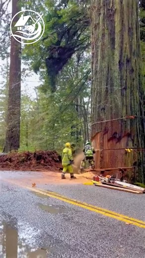 10K views · 39 reactions | Felling large trees #EpicCleanup #HistoryUncovered #LawnTransformation #cleaning #clean | Hacker Clean Up | Facebook