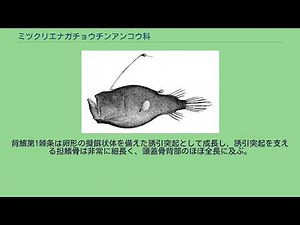 ミツクリエナガチョウチンアンコウ科