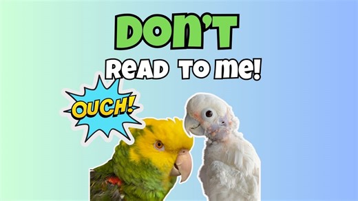11K views · 954 reactions | Cookie didn't like the book!!! See what he does at the 2:35 mark! This is a really cute story by the way, Coco and I enjoyed it! #birds #pet | Lucky Lou and Coco Too | Facebook