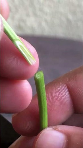 Easy Chili Pepper Grafting EP286
