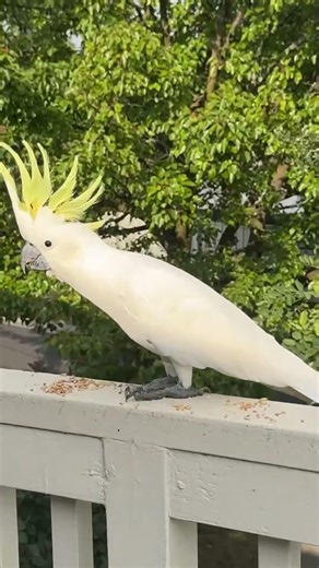 Feeding Cockatoos With Their Crests UP #cockatoo #wildlife #viral