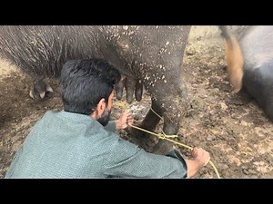 “Fresh Buffalo Milk Hand Milking | Traditional Milking Techniques for Creamy & Pure Milk”
