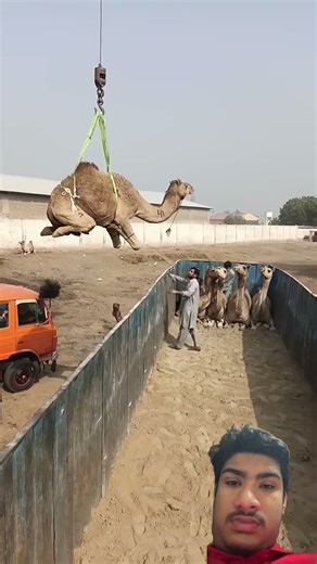 Beautiful camel loading in truck #camels #camellovers #camel #beautiful #sad #trending #greenscreen
