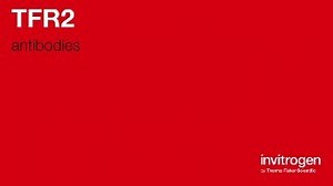 Anti-TFR2 Antibodies | Invitrogen