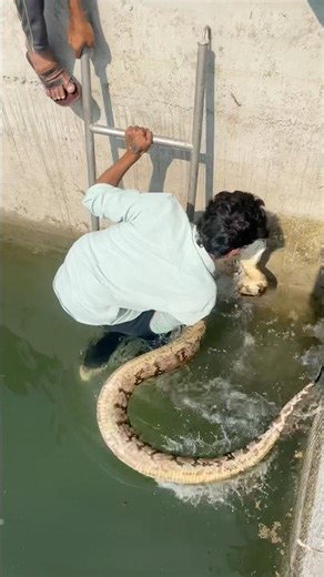 ￼￼￼￼REAL VOICE BIG PYTHON RESCUE 😨#python #reptiles #snake #ajgar