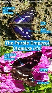 A Royal Introduction – Meet the Purple Emperor! #UKButterflies #butterfly