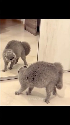 Cats vs Mirror 🪞🐱 | Funny Cat Moments