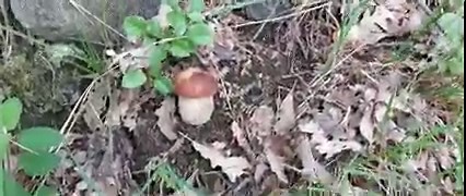 ALLA SCOPERTA DEL MICELIO e della riproduzione dei più noti e ricercati funghi, come i porcini; ecco come le ife miceliari si accrescono e generano la struttura riproduttiva dell'organismo "micelio", nota popolarmente come fungo e scientificamente come sporoforo o corpo fruttifero. I porcini che noi "raccogliamo" altro non sono che la struttura riproduttiva delegata alla maturazione delle spore del nostro "micelio"! | Nicolò Oppicelli