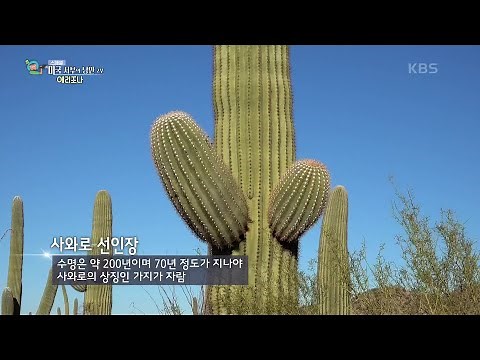 거친 황야가 펼쳐지는 미국 서부의 역사가 담긴 애리조나주 [걸어서 세계속으로] | KBS 210130 방송