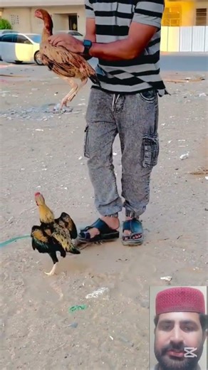 Funny Rooster flying to Hen 🐓#funny #rooster #flying #hen