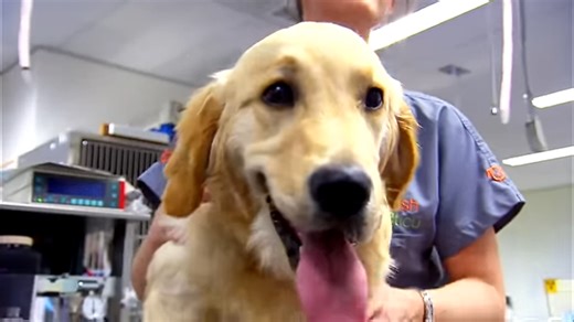 Extraordinary puppy born with flipper paws