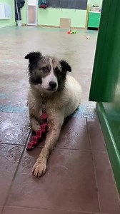 9.4K views · 349 reactions | Bear is very proud of himself, we gave...