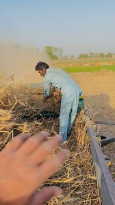 What needs to be done to earn a living? #Wheat#WheatFarming#WheatHarvest#WheatCrop#WheatFields#WheatProduction#WheatFarmers#OrganicWheat#GoldenWheat#WheatGrains#ModernFarming#AgricultureLife#WheatCultivation#FarmingPakistan#HealthyGrains#FreshWheat#WheatSeason#HarvestTime#WheatAgriculture#FarmToTable | Mudassar Aslam