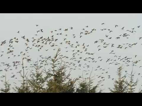 Aleutian Cackling Geese