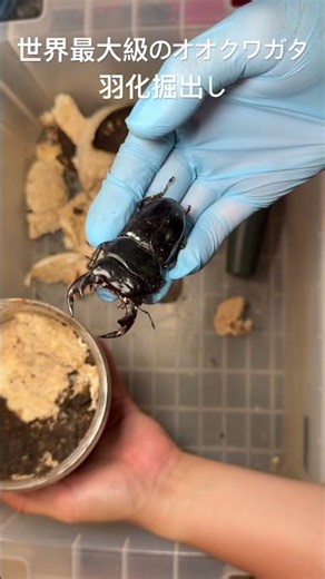 世界最大級のオオクワガタの羽化掘出し。最終体重軽い割に伸びてくれました