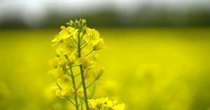 4k Forward tracking shot into close up of rapeseed flowers in bloom, yellow field defocussed in the background. 4k, shallow depth of field, slow motion.