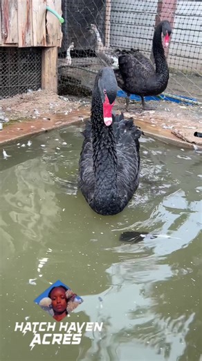 Discover the Black Swan Transformation at Hatch Haven