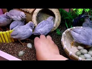 Home Quail Breeding | Quail laying Eggs | quail Farming