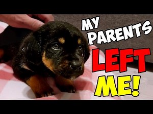Abandoned Puppy was Crying for her Mom and was Barely Surviving Until This Happened