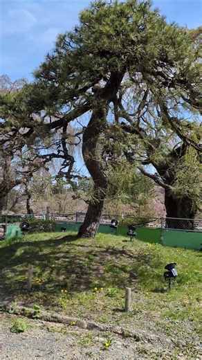 #弘前公園 #弘前城 #桜まつり #青森県 #弘前市