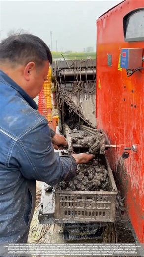 Water Chestnuts in a Mechanically Harvested Field