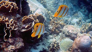 Pair of Copperband Butterflyfish or Chelmon Rostratus Fish with Long Nose in Sea. Marine Life Stock Photo - Image of reef, ocean: 251313646