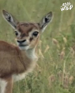 From learning to climb to fighting each day for survival, watch as newborn Gazelles, Seahorses and Orangutans venture into the world and how they navigate the dangers that surround them. | Real Wild