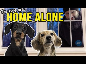 Ep 43: Dogs are HOME ALONE — Puppy Burglar Arrives! 😲