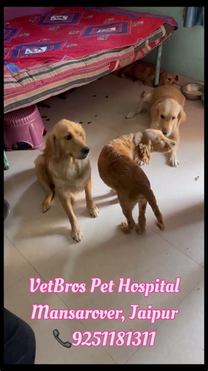 Parvo Survivors Golden Retriever ❤️🐾 | Miracle Recovery Story