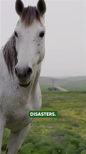 Some horses blend in instantly. Others cause chaos. The difference? Personality. 🧠🐎