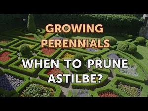 When to Prune Astilbe?