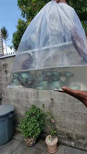 Jumbo Electric Blue Acaras Available at Fishy Bizniz Farm