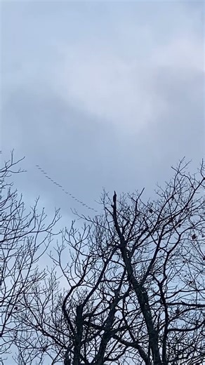 Geese overhead
