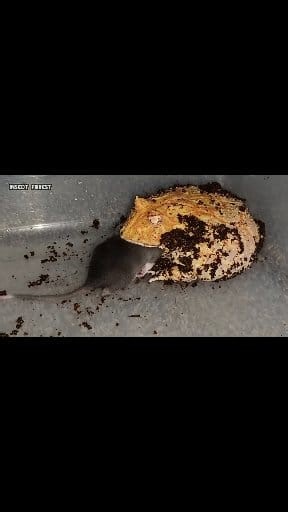 67K views · 685 reactions | Horned frog eating black rat | Insect Forest | Facebook