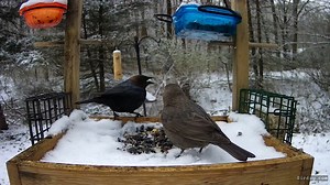 Male and Female Brown-Headed Cowbirds visited the platform feeder while it was snowing today! You can also view the Live Streaming at https://www.thebirdperch.net/live-stream | The Bird Perch