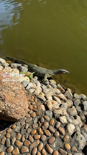 Can I Keep a Baby Crocodile or Alligator as a Pet?