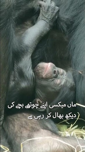 Rare Bonobo Chimpanzee Born in Germany | Endangered Species Welcomes Baby Faro