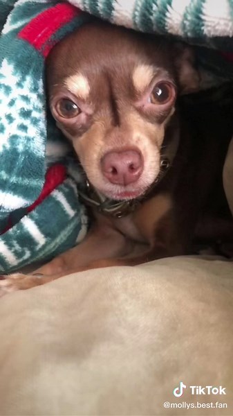 Molly: The Goddess Dog I Worship