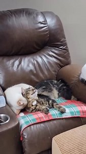 Shelly likes to keep her foster kids nice and clean, ready for a new home!! 😻😻 #furballfarmcatsanctuary #adopt #spayandneuter #catlovers #cat #catsanctuary #cats #adoptdontshop #skittish #rewarding #home #🐾 | Furball Farm Cat Sanctuary