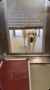 14K views · 1.8K reactions | Gentle giant Bastian thought he’d found...