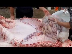 proses pemotongan babi raksasa.