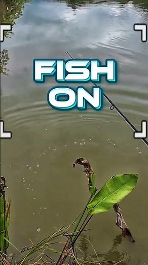 MONSTER CATFISH Top Water Bite THAILAND! #fishinginthailand #topwater #catfishfishing