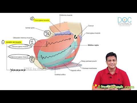Pelvis & Perineum Anatomy | Boundaries, Contents and Clinical Overview