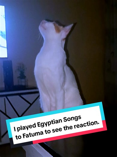 Playing Ancient Egyptian Songs to my cat to see the reaction. What's the meaning of this songs? I find this abit spiritual and unusual. #catsongs #egyptiancatsound #spirituality #fatumathecat #catlovers