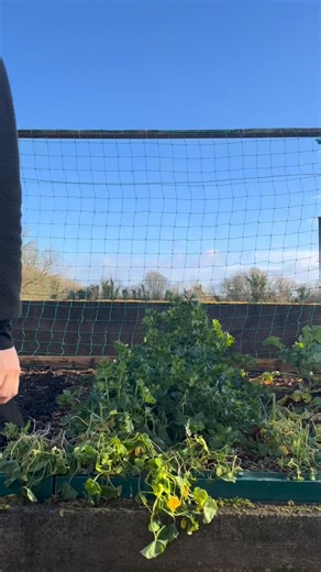 It’s mid November and I’m only getting around to harvesting my first celeriac. You can start harvesting September/October but I have had a fairly good selection coming out the garden that I have held off on these. I may have to harvest them all and store them but for now they’ll stay where they are. | Niamh Flan