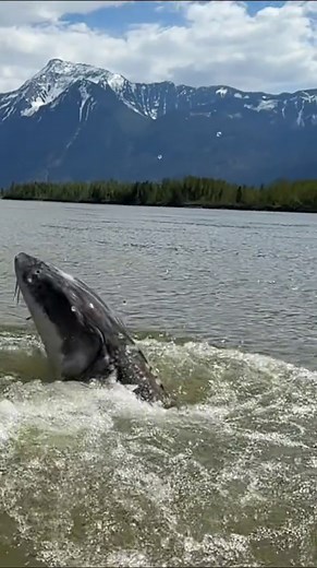 Massive White Sturgeon on Fraser River