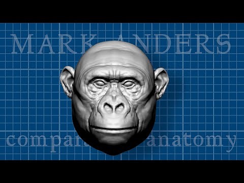 Bili Apes: Giant-sized Hybrid Chimps?